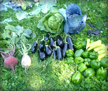 potager-legumes.jpg