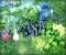 Le potager